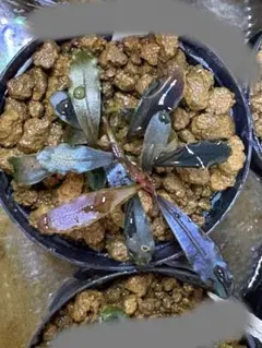 Bucephalandra sp. 