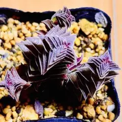多肉植物⭐️茜の塔⭐️韓国苗育成 抜き苗 g5のサムネイル