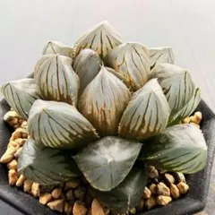 ハオルチア　ブラック水晶オブツーサ