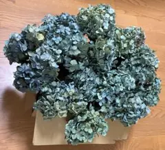 【m.m様専用】アジサイ ドライフラワー 青緑〜緑青系 ヘッドのみ13