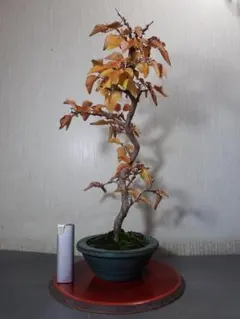 2026年最新】イワシ 盆栽の人気アイテム - メルカリ