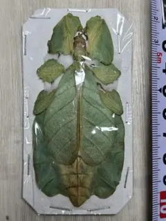 2026年最新】コノハムシ 標本の人気アイテム - メルカリ