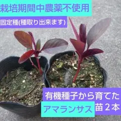 迅速発送 雑穀スーパーフード アマランサスの苗 ２株 栽培期間中農薬不使用のサムネイル