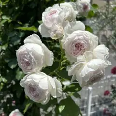 バラ苗　バラ挿し木苗　ク②のサムネイル