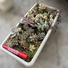 多肉植物　寄せ植え　ぬき苗　③ ルビーネックレス　ブロンズ姫　秀麗　桜牡丹　他のサムネイル