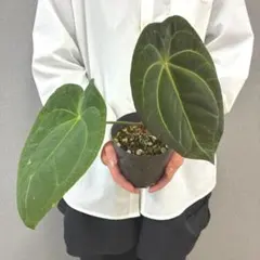 【圧倒的かっこ良さ‼️】アンスリウム　ドラコノプテラム　超希少　メルカリ便 2026年最新】アンスリウムの人気アイテム - メルカリ