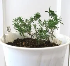 Kコバ様 リクエスト 3点 まとめ商品