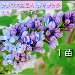 宿根 フランス直輸入 八重咲き 水色 ライラック『プレジデント