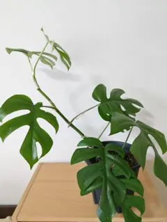 2葉つき・気根から発根あり】モンステラ デリシオーサ カット苗☆美株