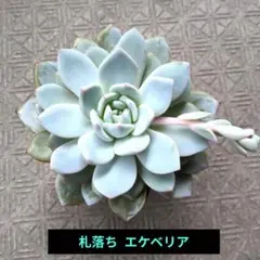 札落ち 多肉植物 エケベリア 葉挿し用5枚