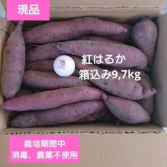 紅はるか　箱込み9.7kg 消毒、農薬不使用　現品