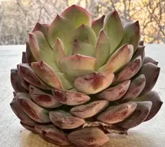 s*a様 2838新入荷　エメラルドワルツ　エケベリア　多肉植物　撮影2月3日