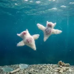 『クリオネ 流氷の妖精』羊毛フェルト ハンドメイド ぬいぐるみ キーホルダー