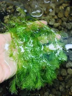 【希少】ミクロソリウムsp ランジャウエンティマウ　水中葉　大株　溶岩石活着済み 希少】ミクロソリウムsp ランジャウエンティマウ 水中葉 大株 溶岩石