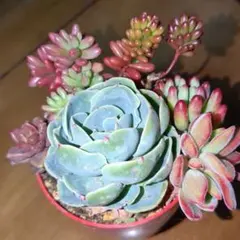 三姉妹ママ様 リクエスト 2点 まとめ商品