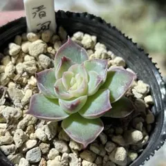 ガ*M様 多肉植物　実生　清河　抜き苗