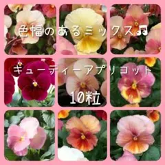 りらちゃん《引っ越しのため断捨離中》様 リクエスト 2点 まとめ商品