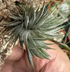 Tillandsia Renate （BRT) 速達発送 - メルカリ