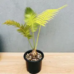 ［現品］【希少】34番　ディオーン　スピヌロスム　5号　観葉植物　レアのサムネイル