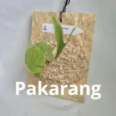 かずかず様 リクエスト 2点 まとめ商品