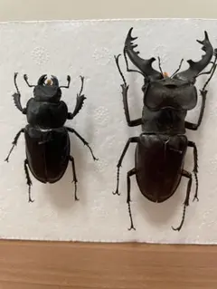 2026年最新】昆虫標本の人気アイテム - メルカリ