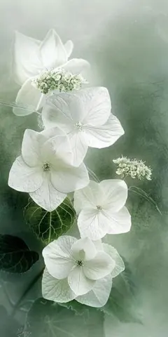 マユミ様　専用