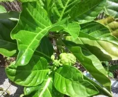 オオバイヌビワ 大葉犬枇杷 苗 観葉植物 花卉/園芸グリーン 沖縄樹木
