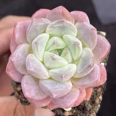 ꕤclara*様 リクエスト 10点 まとめ商品