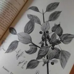 A997 アメリカの薬用植物 ジャンクジャーナルに使える！紙物 ボタニカル 雑記