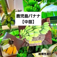おミツさん　九州バナナ・島津バナナ耐寒性 九州バナナ 島津バナナ 耐寒性2本組苗 - メルカリ