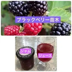 ブラックベリー　トゲなし　苗の撮影:3/9(1)