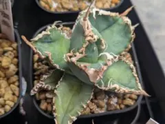 魔物級！アガベチタノタ麻花龍（極上株）超S級ブツブツsuperMaHuaLong