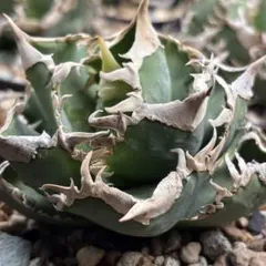 2025年最新】アガベ白豪刺の人気アイテム - メルカリ