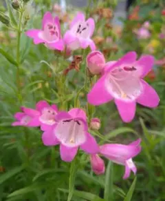 宿根草ペンステモン サンバーストルビー　花の種　50粒　長く咲きます♪