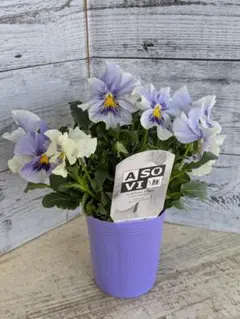 最終価格【現品・ポットまま発送】遊（あそび）ビオラ　変わり咲パンジー