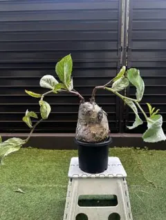 キフォステンマ　種類不明