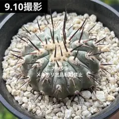 黒王丸 コピアポア (検索)サボテン シネレア 孤竜丸 黒士冠 銅羅丸 黒王丸 コピアポア (検索)サボテン シネレア 孤竜丸 黒士冠 銅羅丸