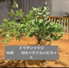 ドウダンツツジ カット苗　10本のサムネイル