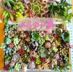 多肉植物　韓国苗　エケベリア　レア苗入り　寄せ植えセット