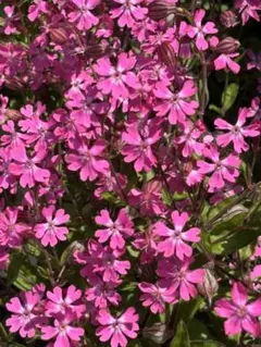 花苗 シレネ シベラ ライラック 宿根草 - メルカリ