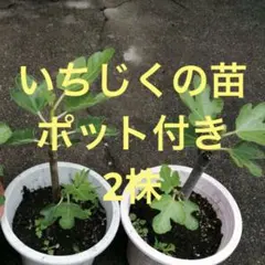 イチジク(ドーフィン)の苗2本コンパクト便 - メルカリ