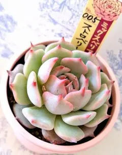 2026年最新】ストロベリーミルククラウンの人気アイテム - メルカリ