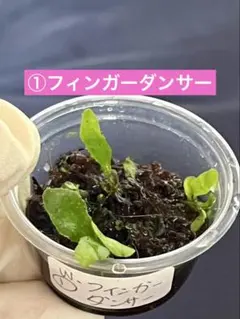 2026年最新】ビカクシダ苗の人気アイテム - メルカリ