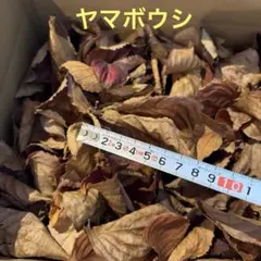 無農薬 国産マジックリーフ モモタマナ 多め発送 水質改善 800 枚