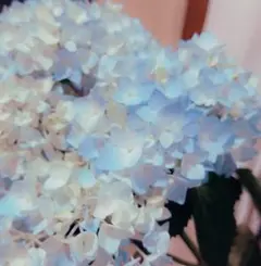 札落ちアウトレット紫陽花 B 挿し芽2年目 アジサイ抜き苗 - メルカリ