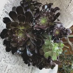 アエオニウム 多肉植物レア ブードゥー ブラックシルキー 約10cm 抜き