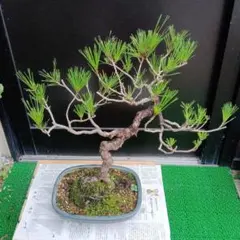 五葉松のサムネイル
