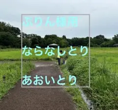 ぷりん様専用