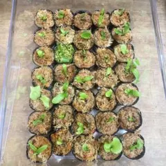 Yellow Moon dwarf Totoroなどビカクシダ胞子培養株35種 - メルカリ