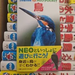 鳥